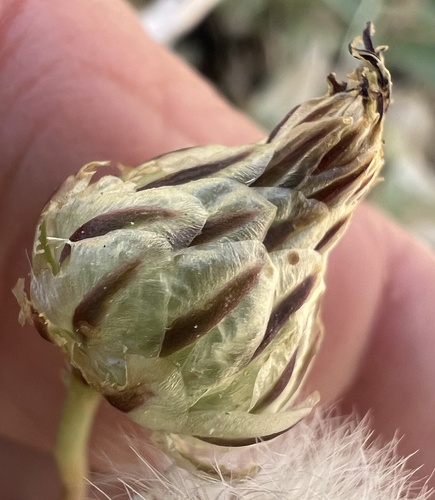 snake's-head (Malacothrix coulteri)
