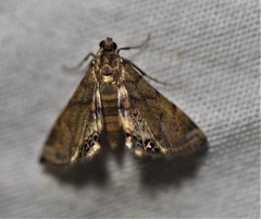 Neargyractis slossonalis