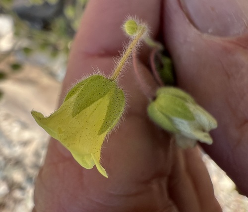 whispering bells (Emmenanthe penduliflora)