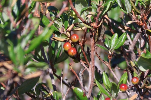mission manzanita (Xylococcus bicolor)