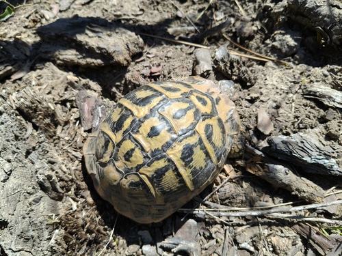 Testudo hermanni