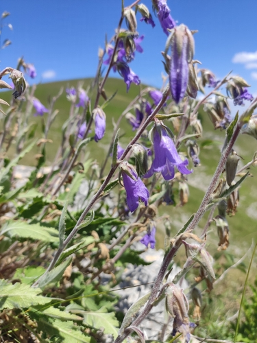 Georgian bellflower (Campanula sarmatica)