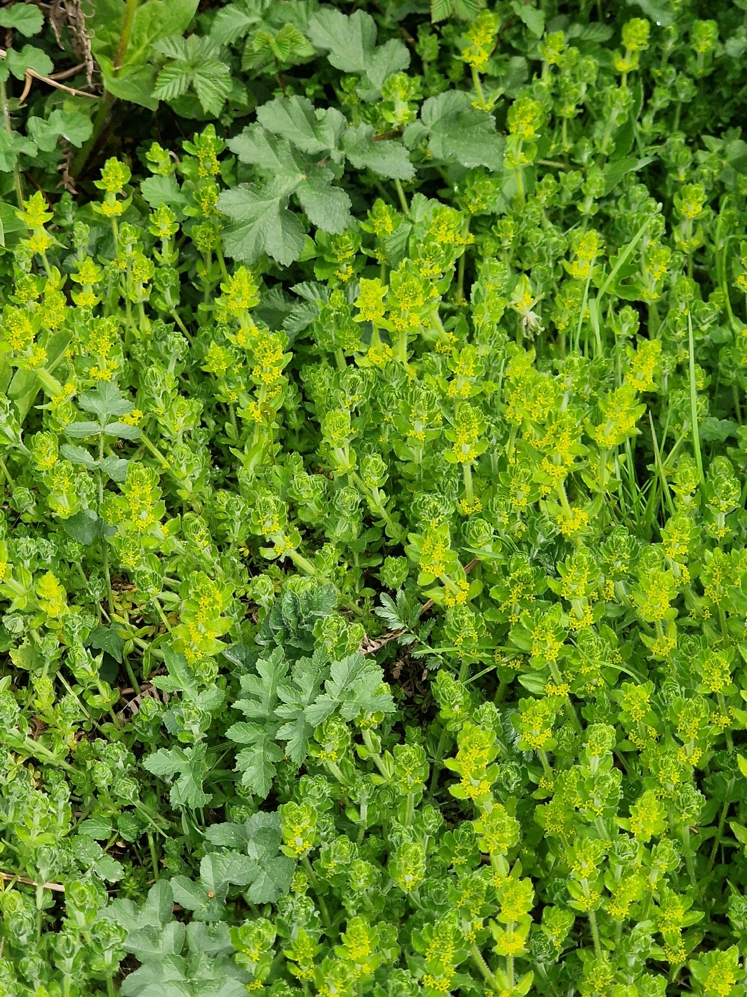 Smooth Bedstraw (Cruciata laevipes)