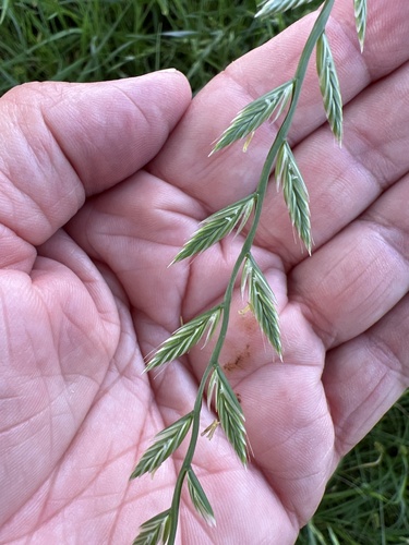 Perennial Ryegrass (Lolium perenne)
