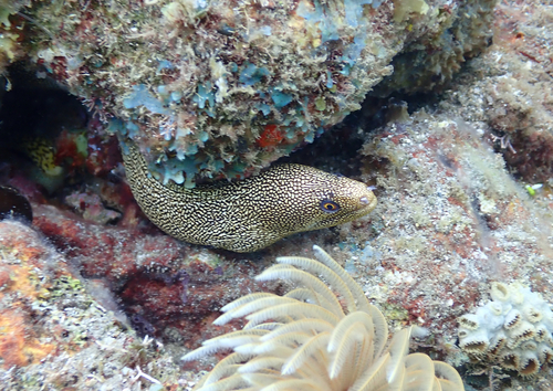 Gymnothorax miliaris