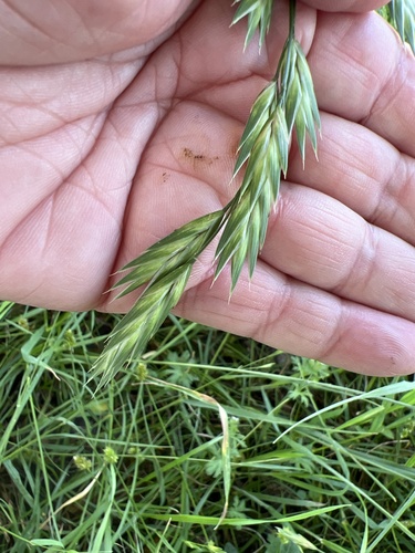 Rescue Brome (Bromus catharticus)