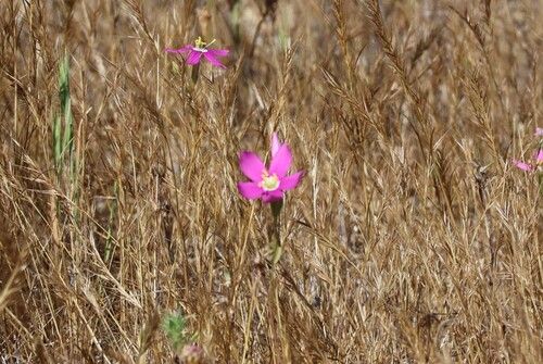 California Centaury (Zeltnera venusta)