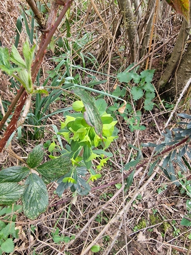 wood spurge (Euphorbia amygdaloides)