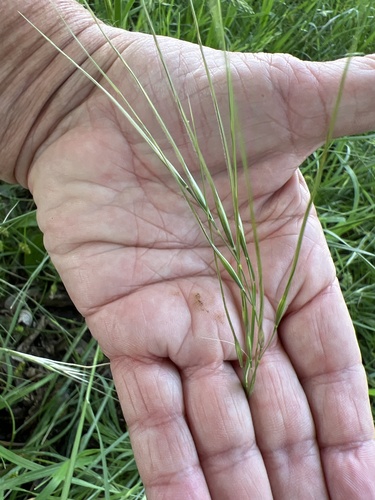 Texas Wintergrass (Nassella leucotricha)