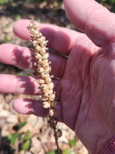 downy rattlesnake plantain (Goodyera pubescens)