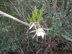 Brassavola nodosa