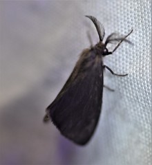 Cryptothelea nigrita