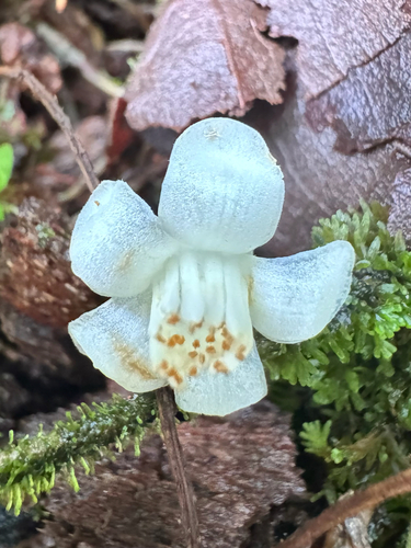 Martinique sweetleaf (Symplocos martinicensis)