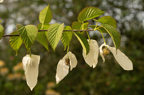 Dove-Tree (Davidia involucrata)