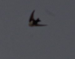 Pygochelidon cyanoleuca