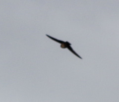 Pygochelidon cyanoleuca