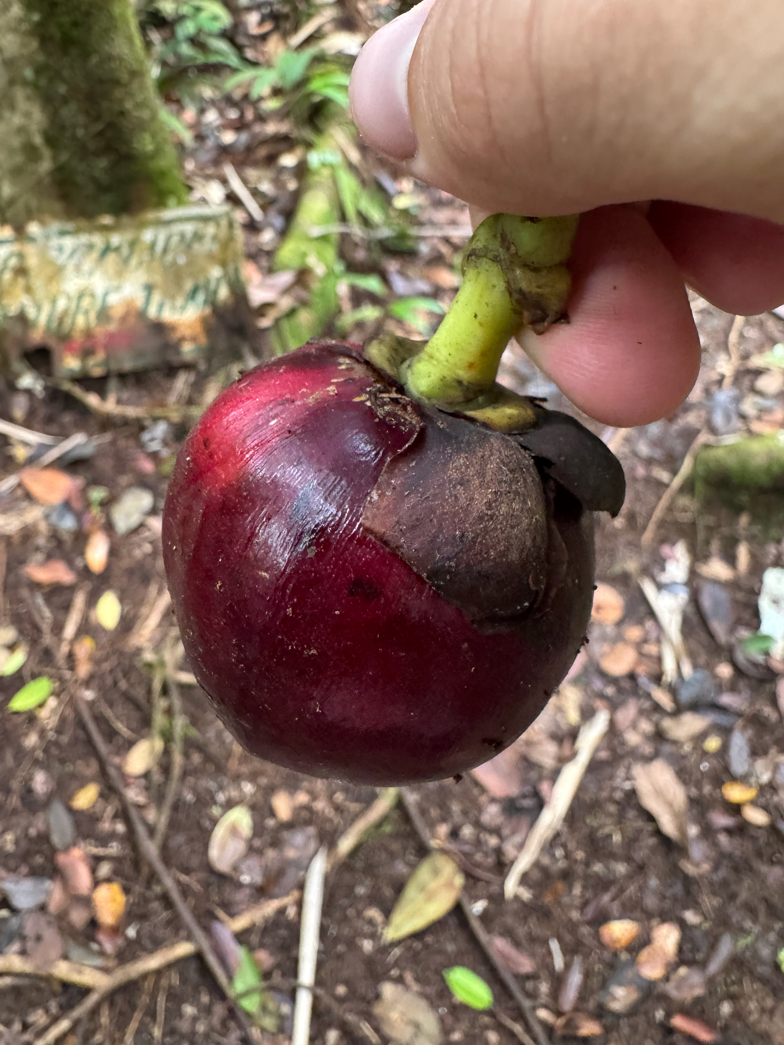 Mangosteen (Garcinia mangostana)