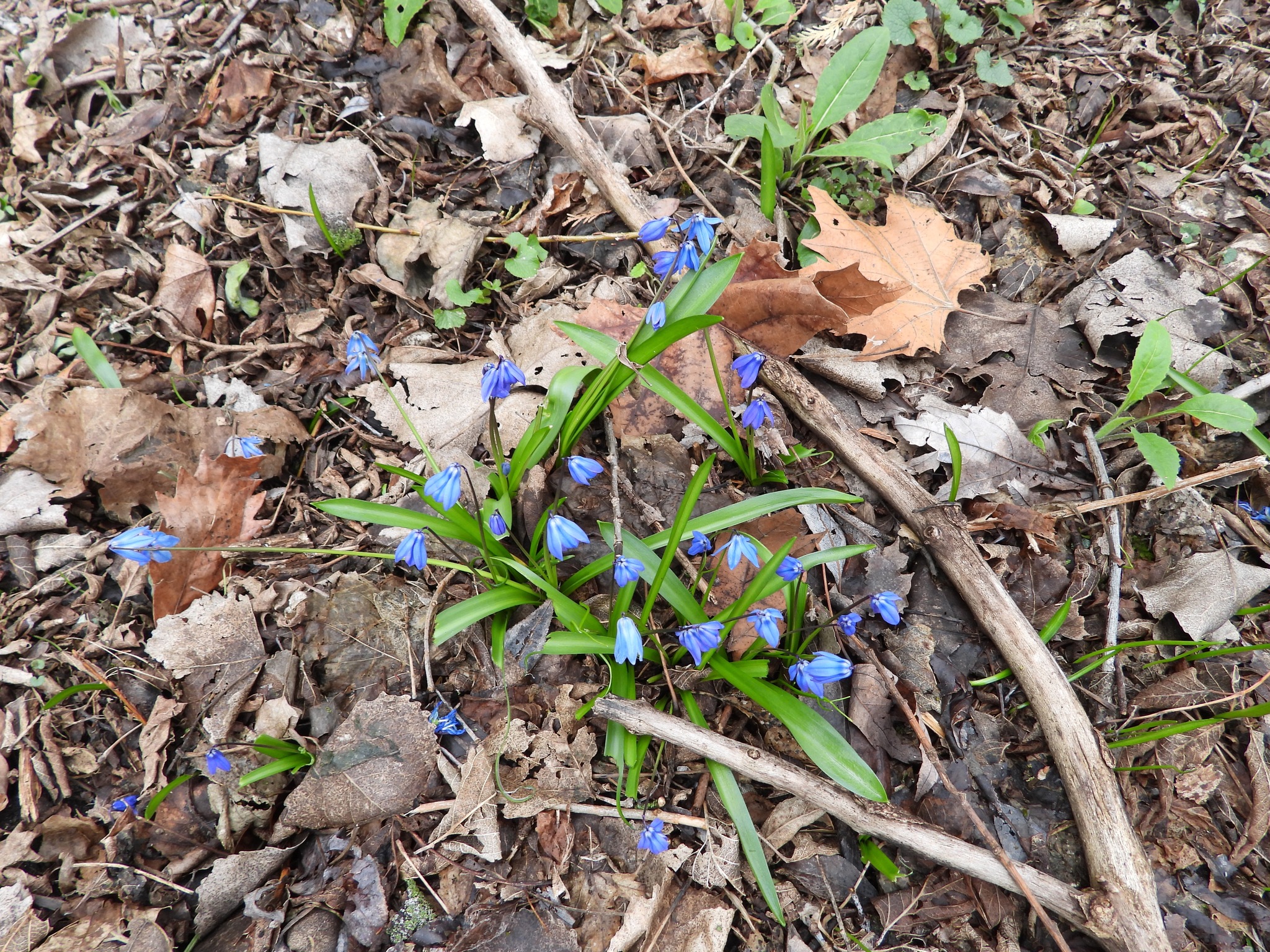 Siberian Squill (Scilla siberica)