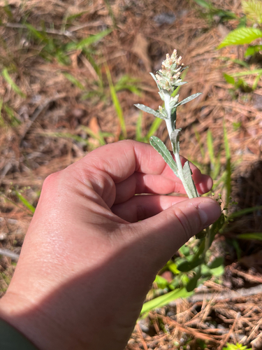 Purple Cudweed