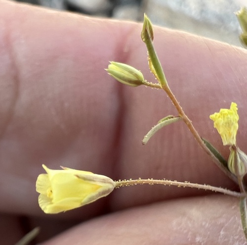 threadstem gilia (Linanthus filiformis)