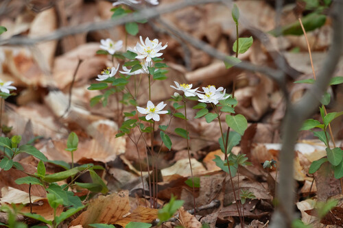 rue anemone (Thalictrum thalictroides)