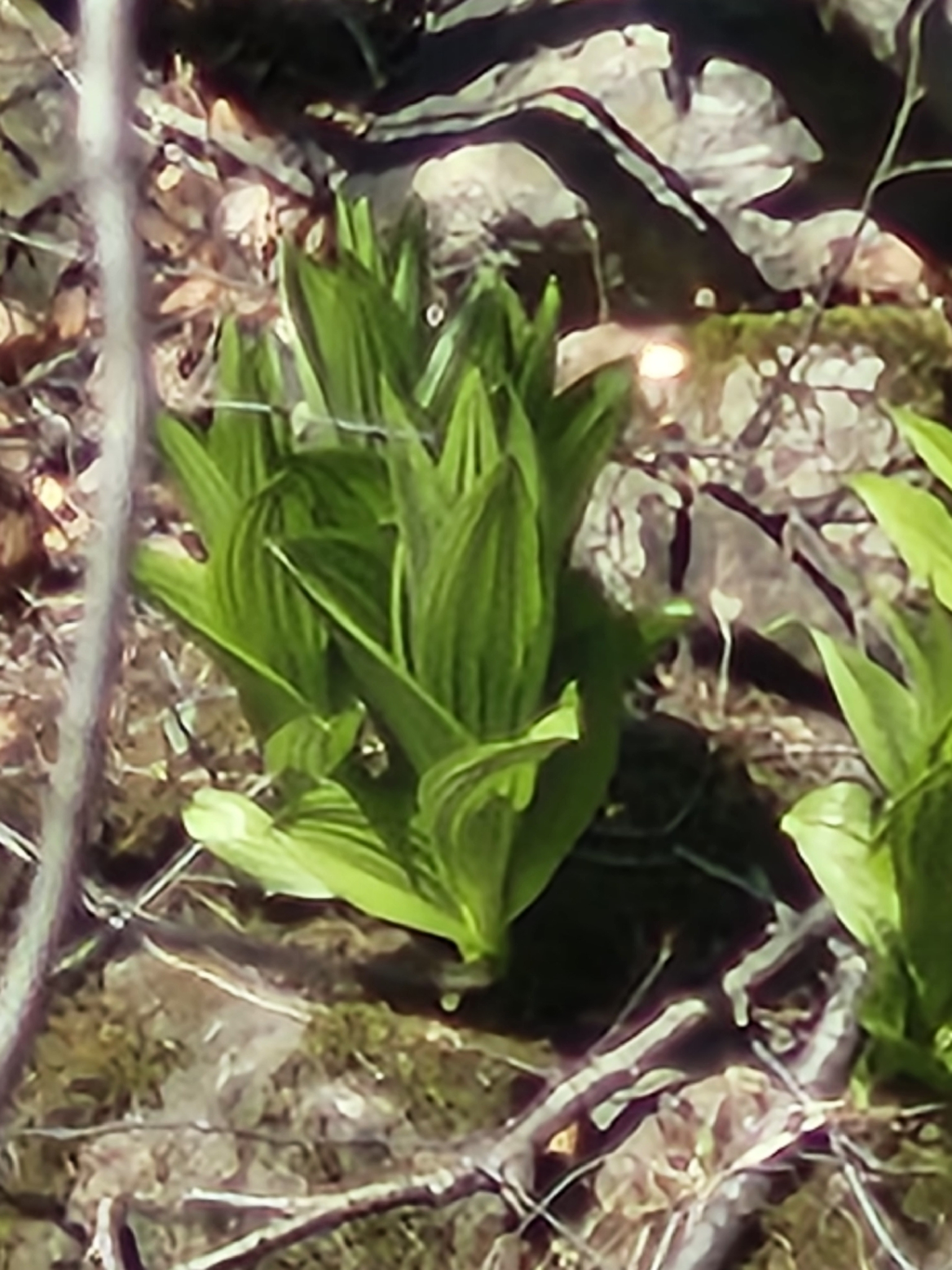 Green False Hellebore (Veratrum viride)