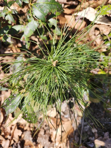 eastern white pine (Pinus strobus)