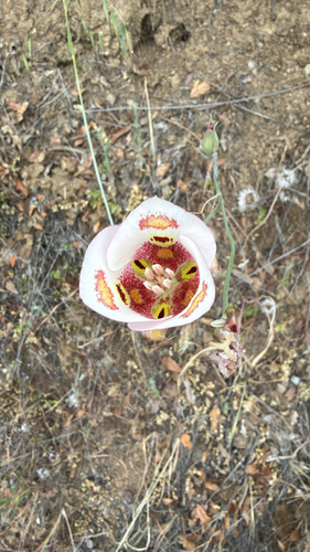 Butterfly Mariposa Lily (Calochortus venustus)