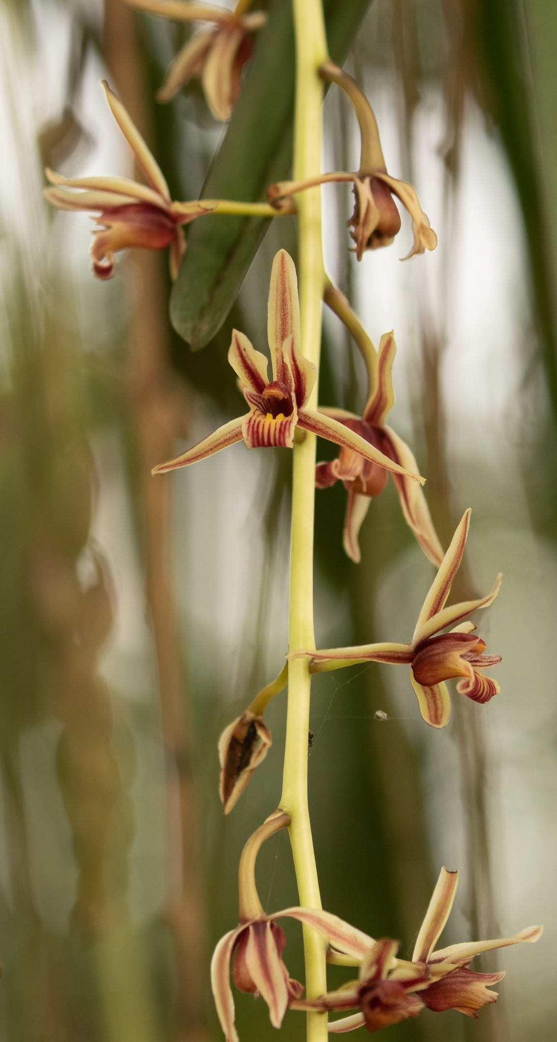 Cymbidium aloifolium (Cymbidium aloifolium)