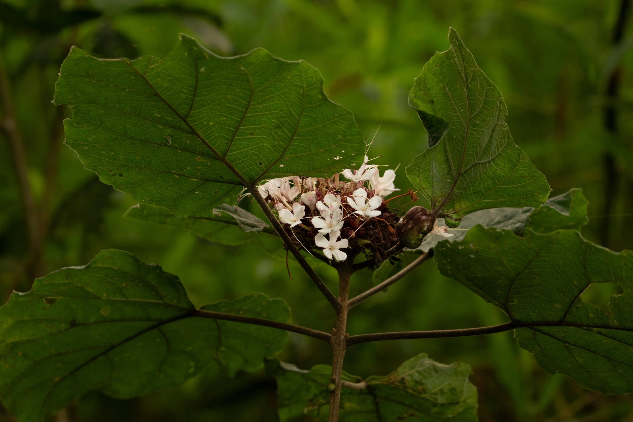 Clerodendrum chinense — ảnh 2