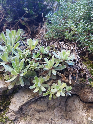 Livelong Saxifrage (Saxifraga paniculata)