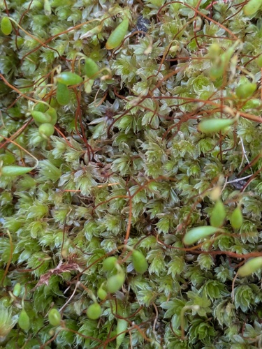 Capillary Thread-moss (Ptychostomum capillare)