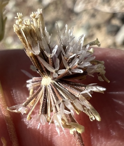 Desert Pincushion (Chaenactis stevioides)