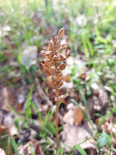 bird's-nest orchid (Neottia nidus)