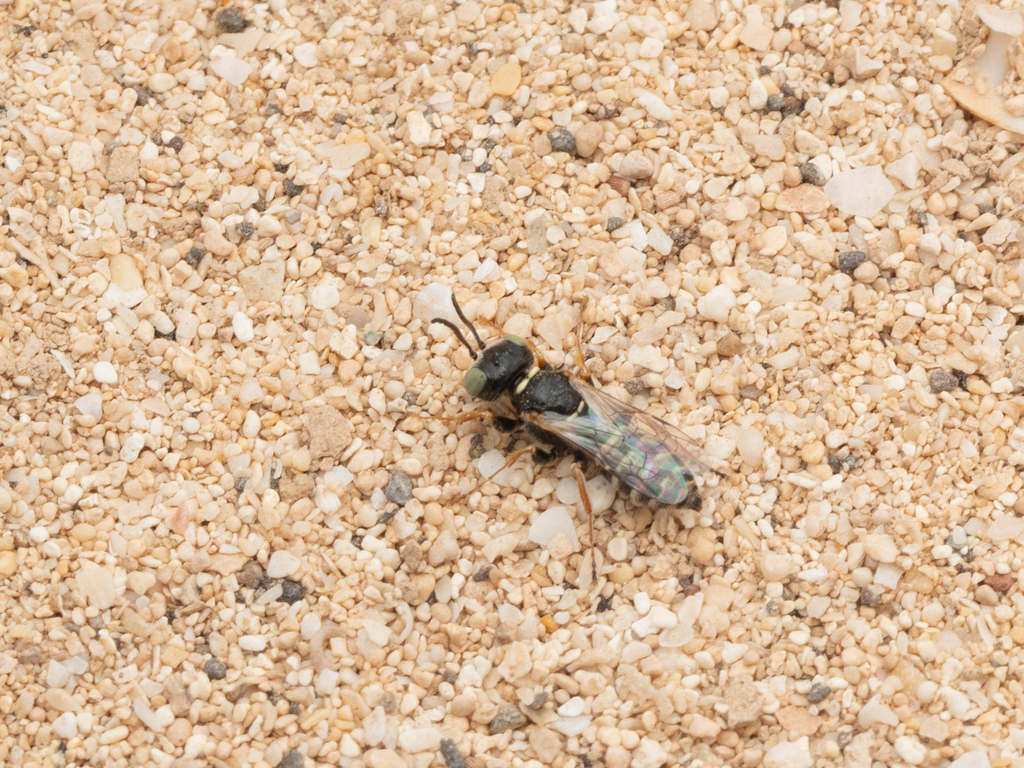 Pseudoscoliini
