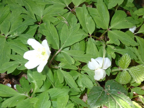 Anemonoides nemorosa (Anemonoides nemorosa)