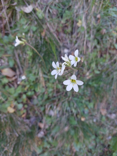 Meadow Saxifrage (Saxifraga granulata)