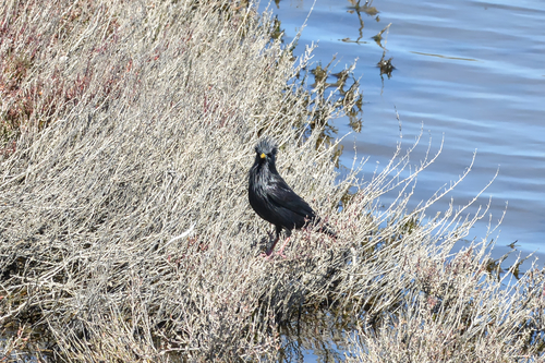 Avistamiento Estornino Negro