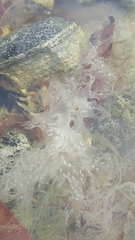 Nitophyllum punctatum