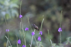 Colibri delphinae image