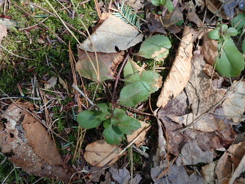 Heath Speedwell (Veronica officinalis)