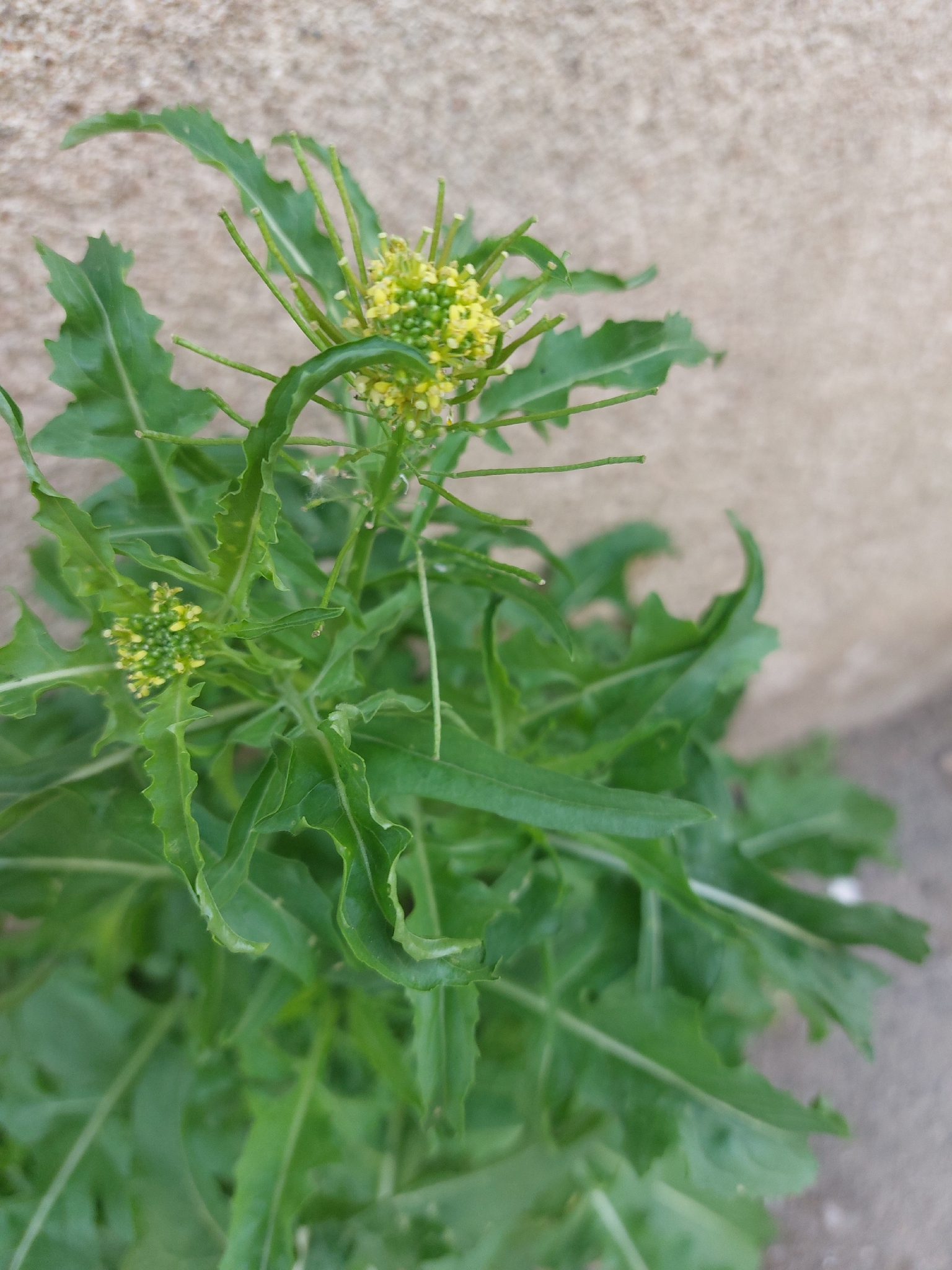 London Rocket (Sisymbrium irio)