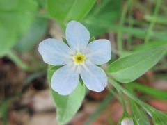 Trigonotis radicans sericea