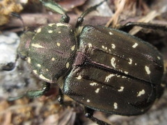 Gnorimus subopacus