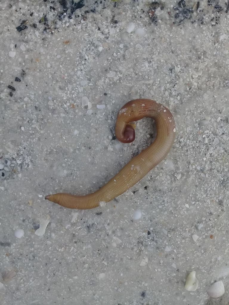 Phascolopsis