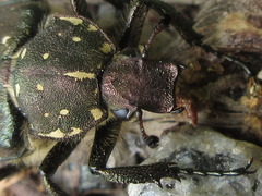 Gnorimus subopacus