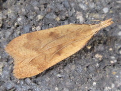 Dichomeris derasella