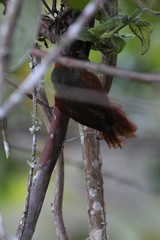 Cranioleuca erythrops