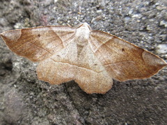 Endropiodes indictinaria