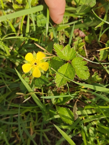 mock strawberry (Potentilla indica)